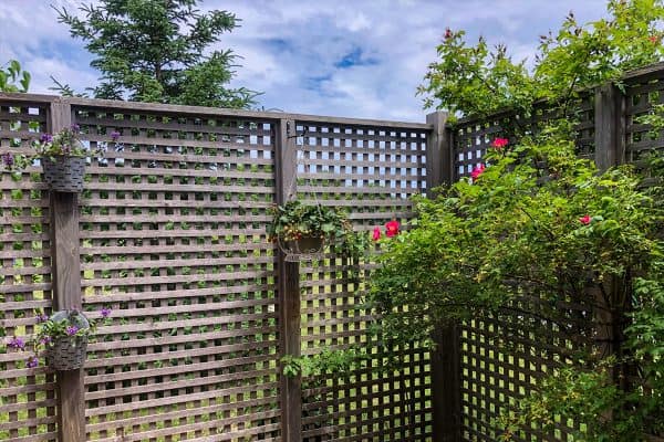 A hanging baskets with flowers on lattice style fence, How To Cover A Lattice For Privacy In Your Yard [9 Ideas To Inspire You]
