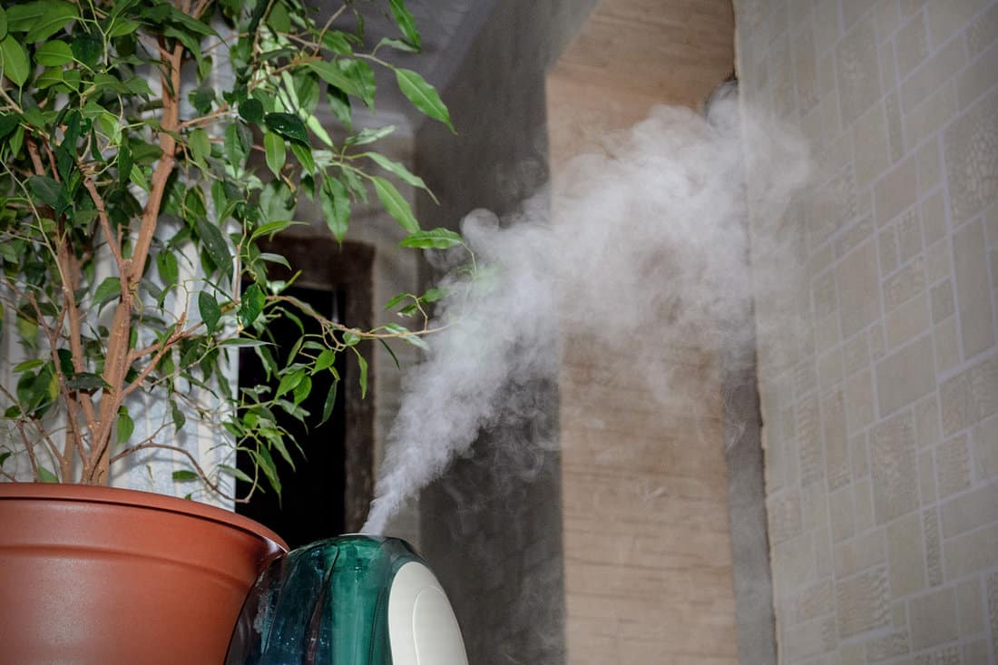 The steam from the humidifier spread across the room near the plant.