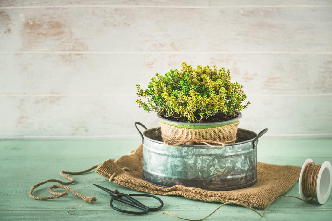 Thyme herb plant in a pewter pot on a light green and white wooden background