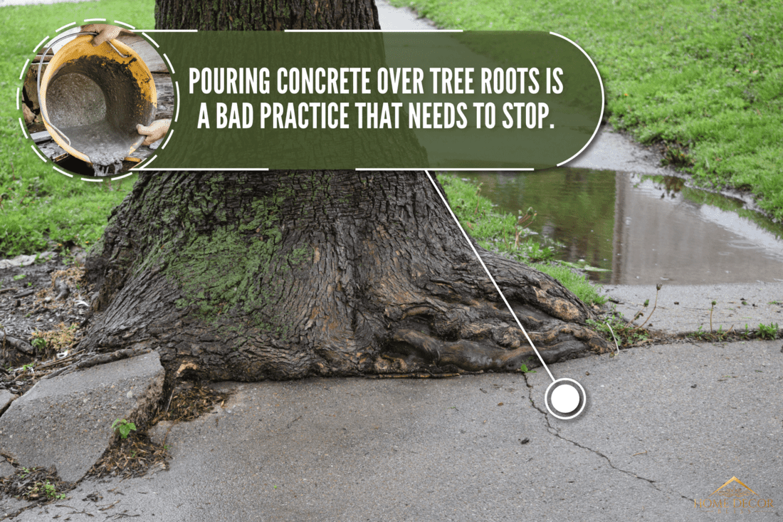 Sidewalk Trouble poor old tree roots, cracked concrete, Can You Pour Concrete Over Tree Roots?