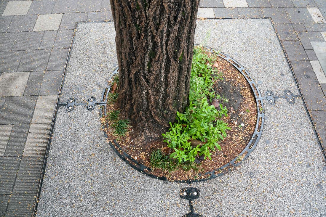 City tree grows round concrete around the tree