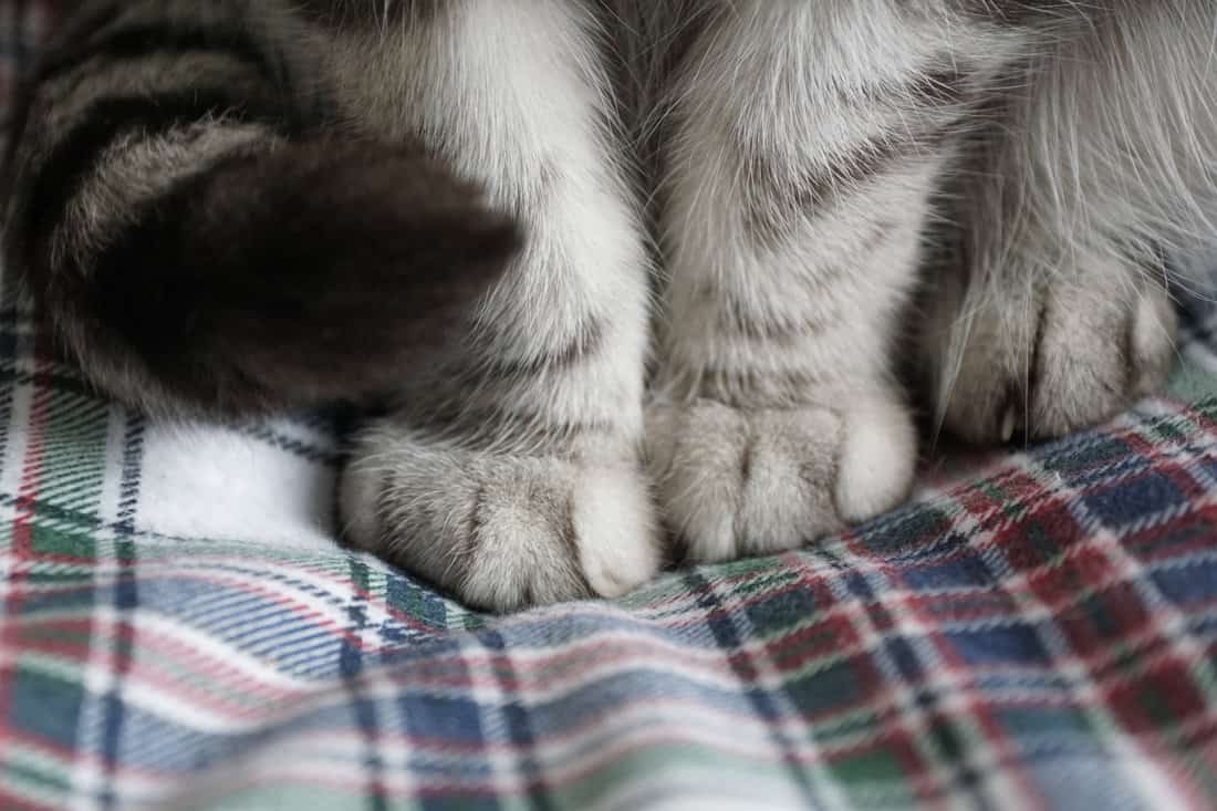 Cute Cat Feet on Flannel Sheets 