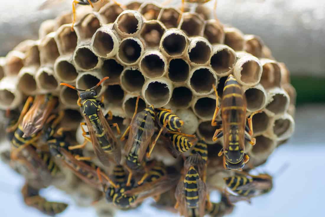 European wasp (Vespula germanica) building a nest to start a new colony in the greenhouse. 