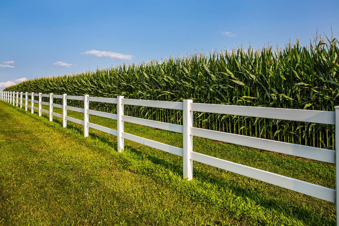 Lush cornfield with white fence and blue sky