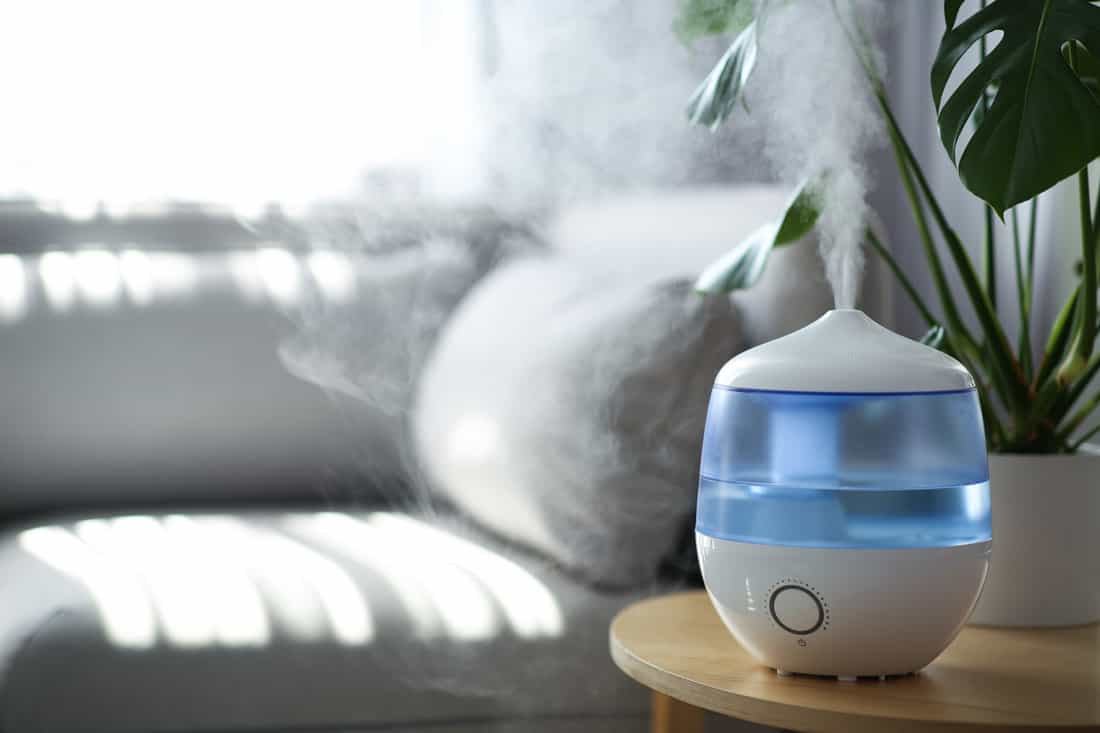 Modern air humidifier and houseplant on table in living room.