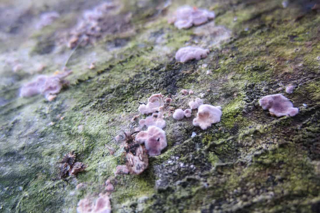 Molds growing on the tree photographed up close