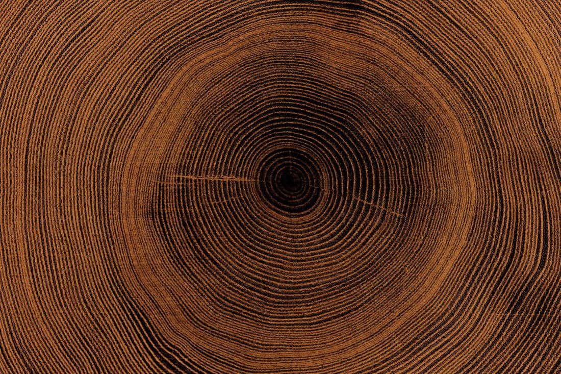 Old wooden oak tree cut surface