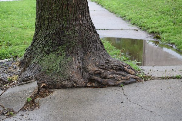 Sidewalk Trouble poor old tree roots, cracked concrete, Can You Pour Concrete Over Tree Roots?