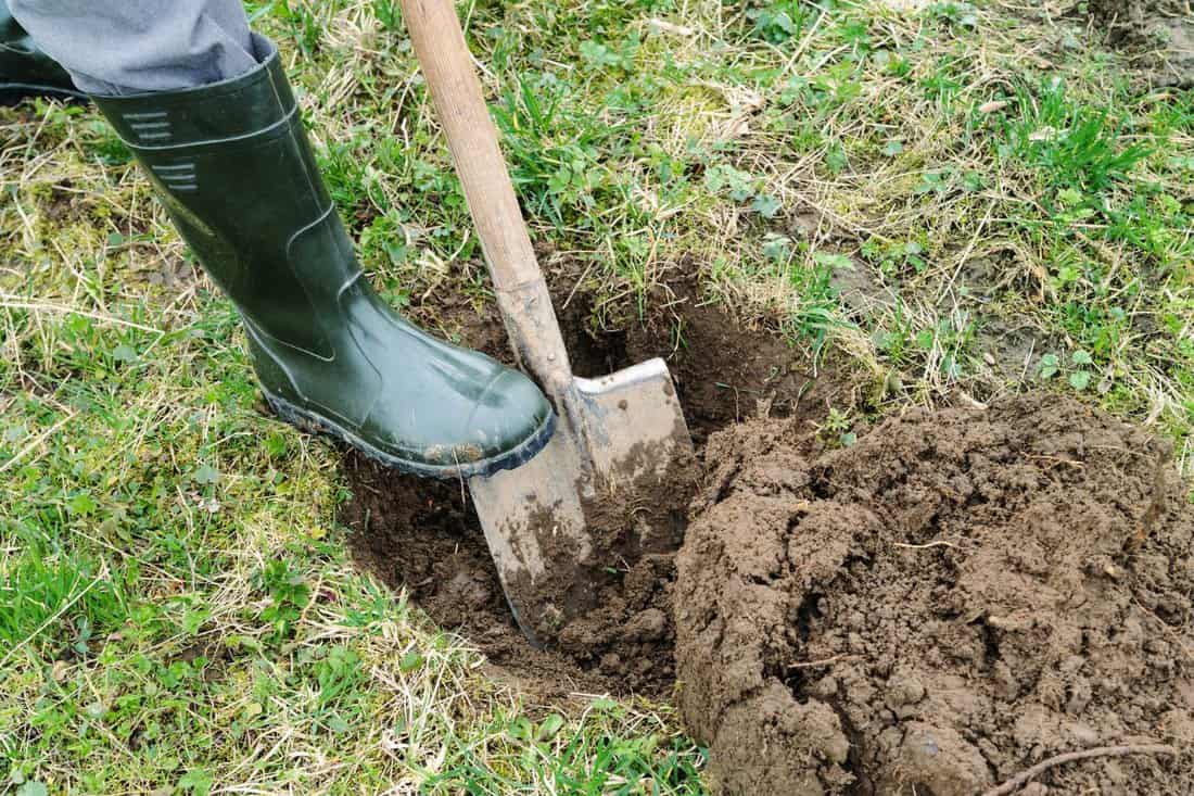 Work in the garden. Man digs a hole to plant a tree. 