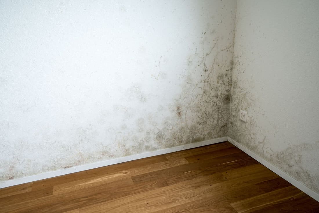 apartment room with mildew and mold problem on the white wall