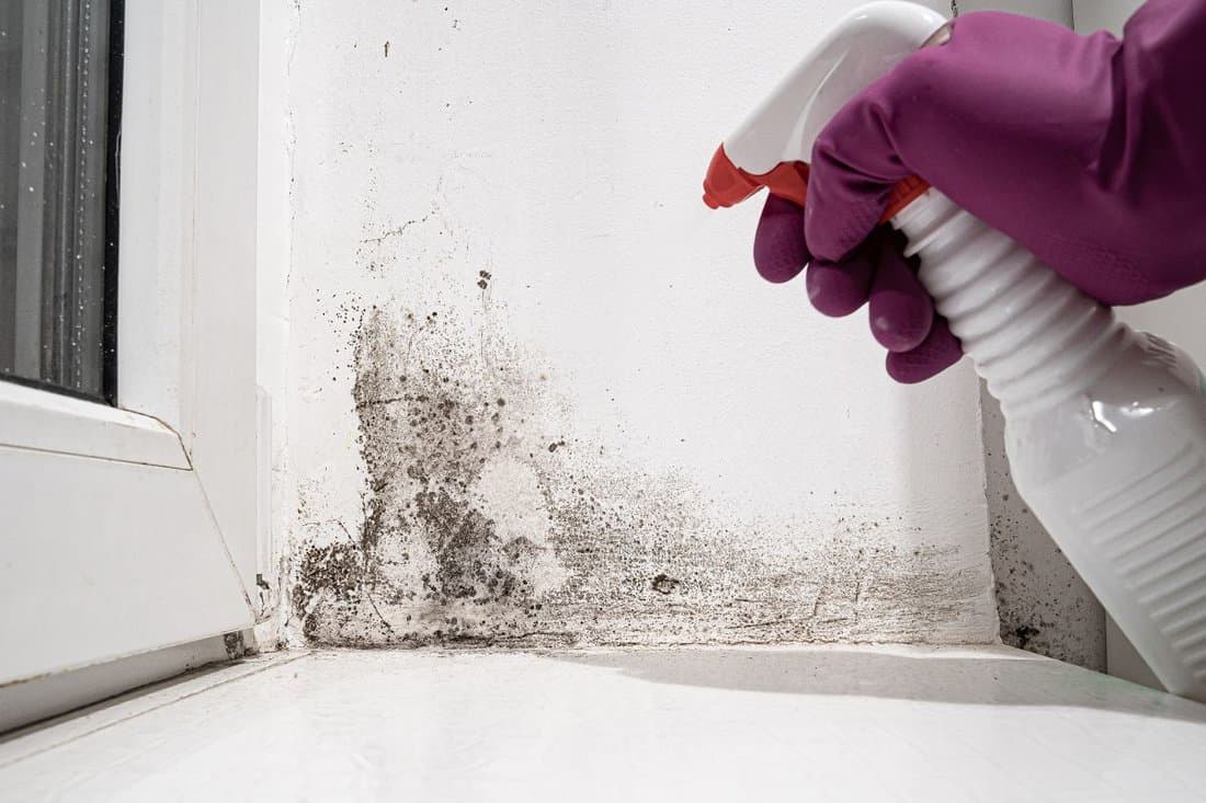 Hand in glove sprays product on angle between door and white wall from black mold