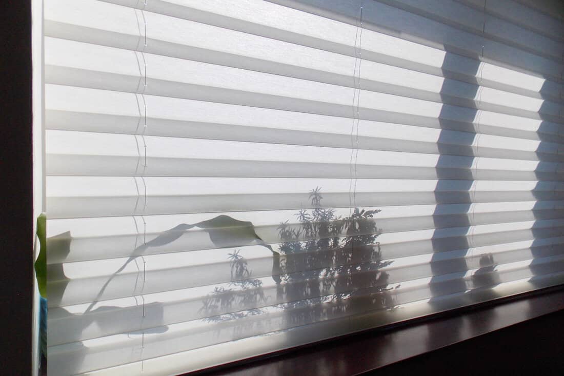 n the windowsill behind pleated shades, shadows of indoor plants shine through