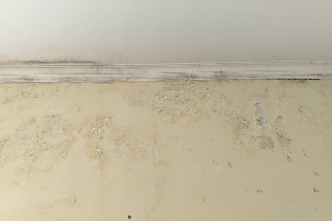 wall-mold-humidity-damage-grow-damaged