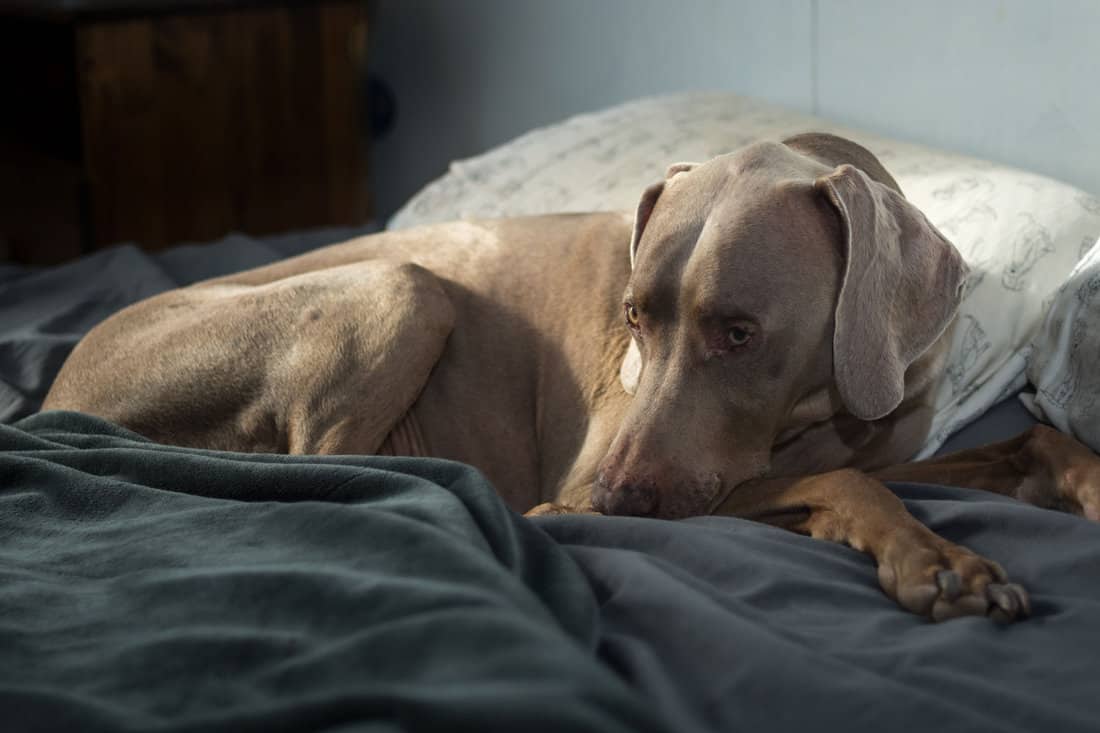 A sleepy weimaraner rests on soft fleece blankets in the morning sun. Cozy pet lying on bed with pillows looking cute and tired. 