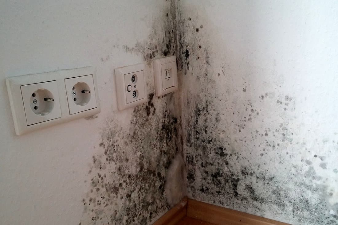 Blackmold spores on the wall