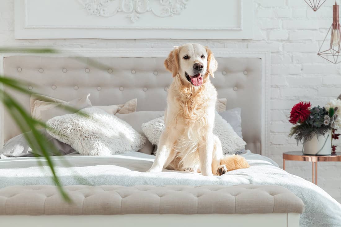 Golden retriever on king-size bed