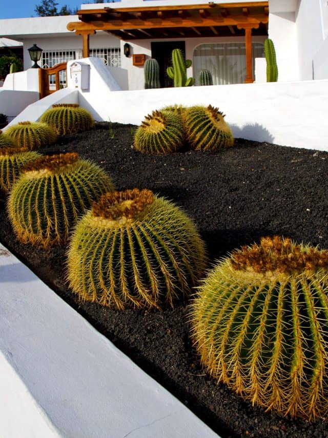 Cactus,Bush,Rock,Stone,Sky,In,Arrecife,Lanzarote,Spain