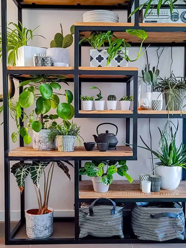 Shelf with lots of plants