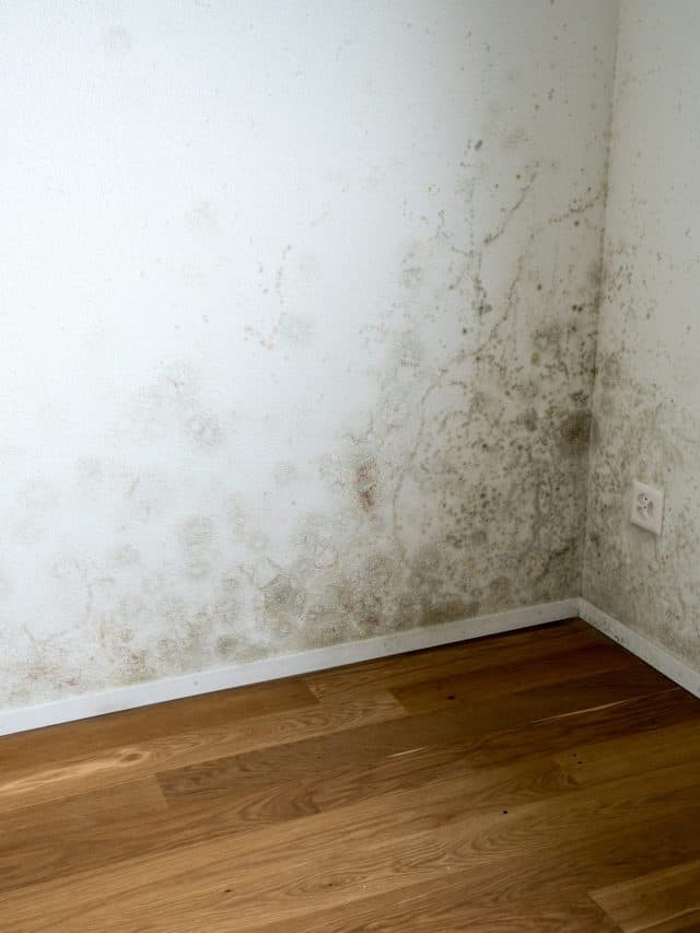 Apartment,Room,With,Mildew,And,Mold,Problem,On,The,White