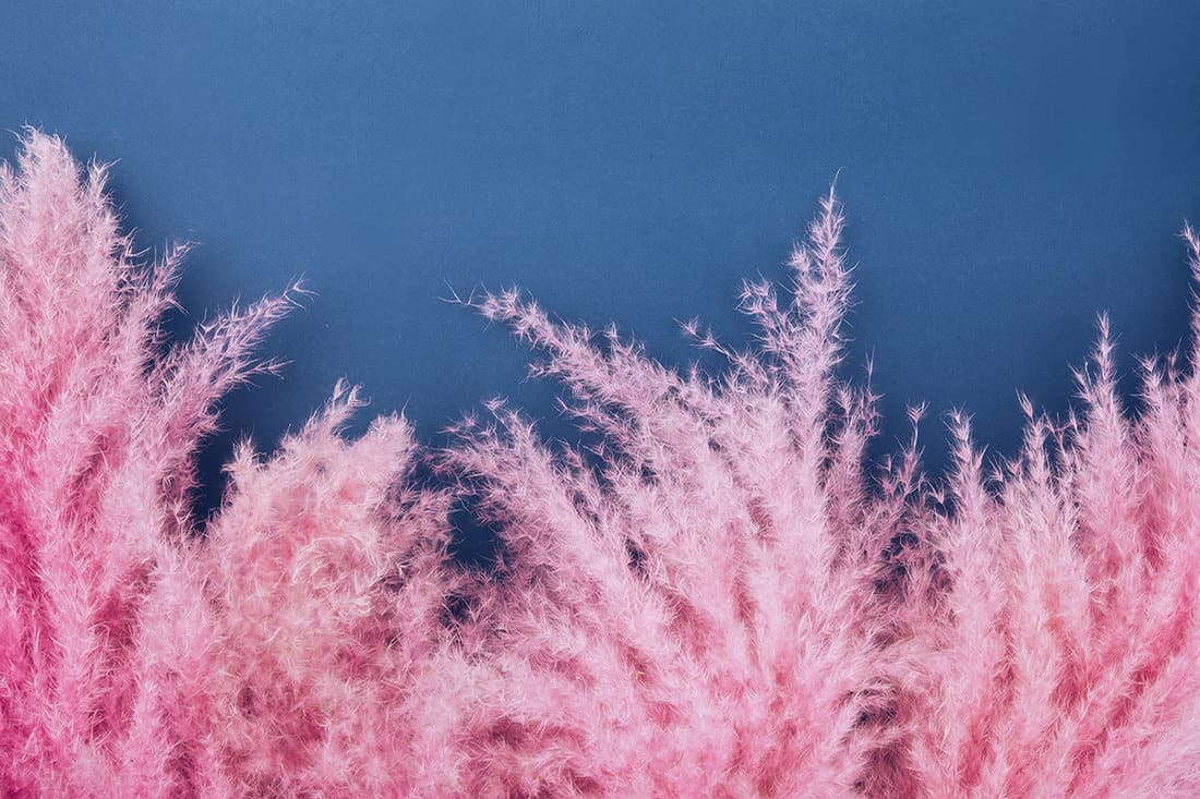 Fluffy pampas grass pink color background using dried plants