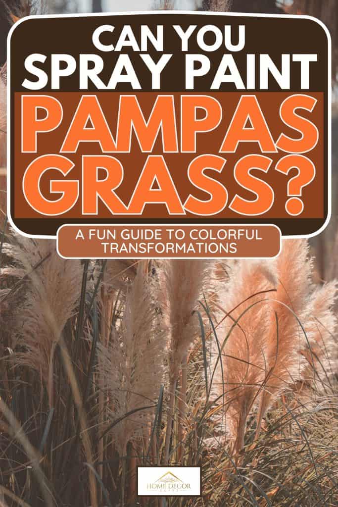 Pampas grass bushes in autumn, Can You Spray Paint Pampas Grass? A Fun Guide to Colorful Transformations