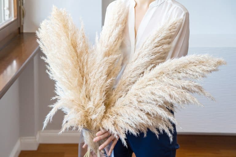 Woman in white blouse holding pampas grass, Can You Spray Paint Pampas Grass? A Fun Guide to Colorful Transformations