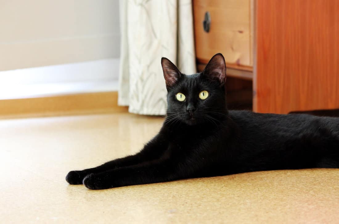 black cat lies on a cork floor in apartment