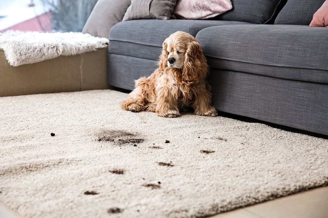Funny dog and its dirty trails on frieze carpet
