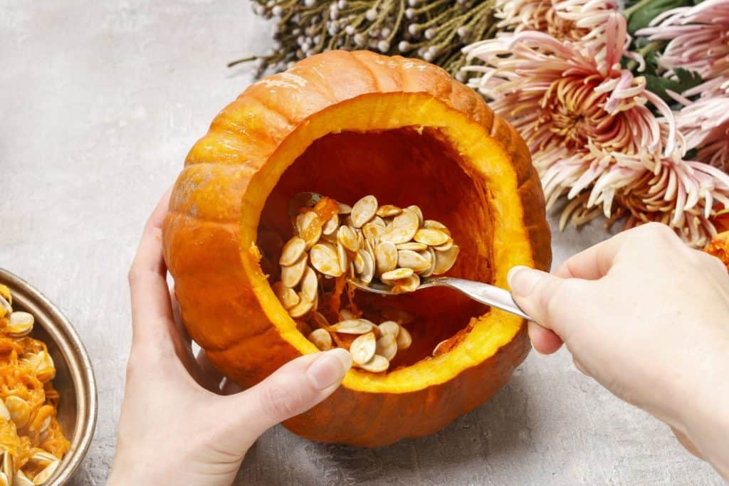 Hands holding a spoon scooping out pumpkin seeds from the interior of a hollowed-out pumpkin