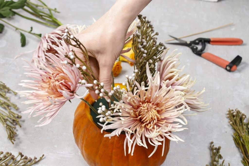 A close-up view of a person's hand arranging pale pink chrysanthemum flowers and branches with small white berries into a hollowed-out pumpkin